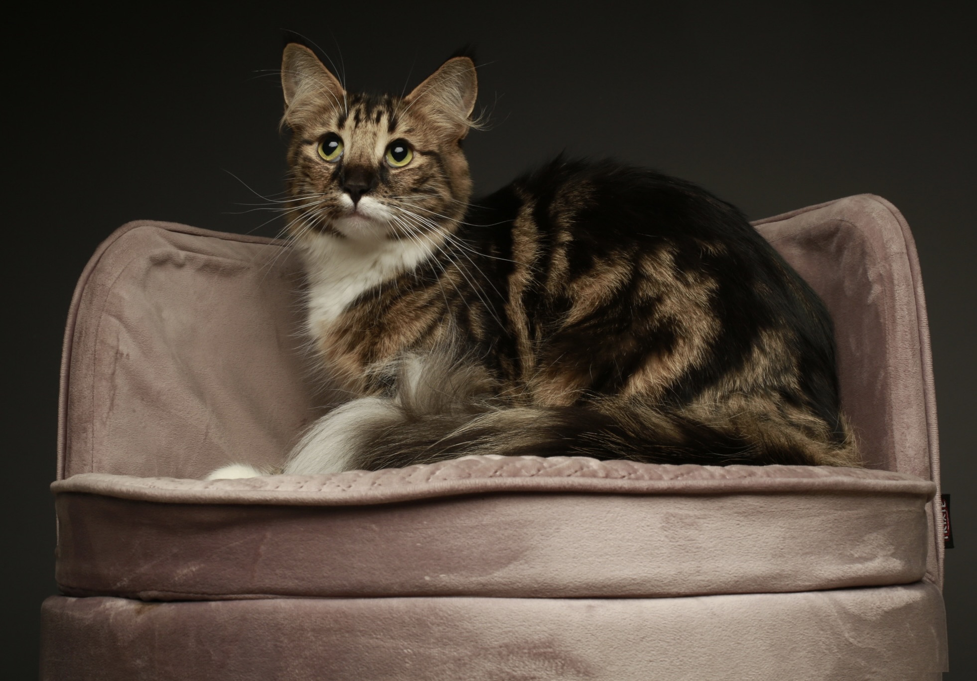 GICH. Linnea av ELVEGARD